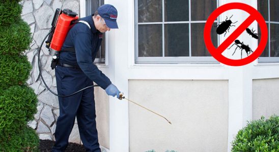 Düzce Kemirgen İlaçlama böcek ilaçlama ve haşere kontrolü — ilaclama-tr.com